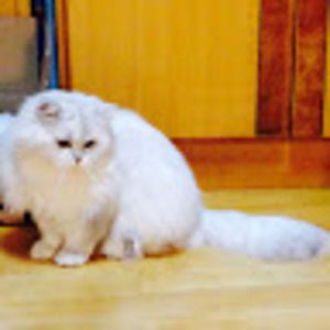 Meet your Posher, Wu